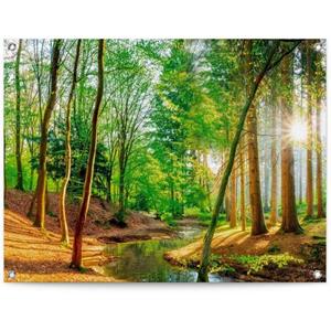 Reinders! Poster Zonnig bos