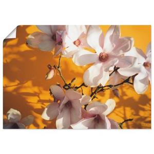 Artland Artprint Fotocollage magnolia als artprint van aluminium, artprint op linnen, muursticker of poster in verschillende maten