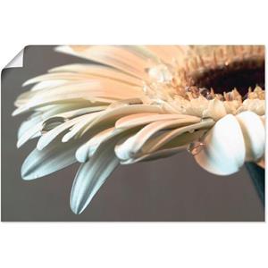 Artland Artprint Bloem van een gerbera als artprint van aluminium, artprint op linnen, muursticker of poster in verschillende maten