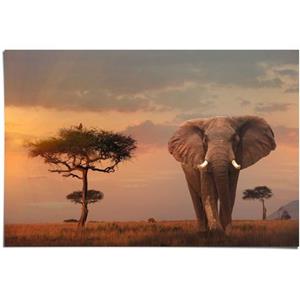Reinders! Poster Wilde dieren van Afrika olifant