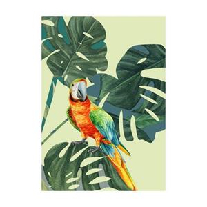 Komar Poster Green-Winged Macaw (1 stuk)