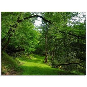 Artland Print op glas Groene weg door het bos
