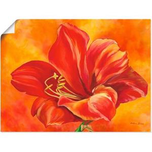 Artland Artprint Amaryllis als artprint van aluminium, artprint op linnen, muursticker of poster in verschillende maten