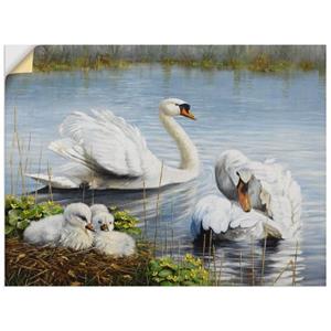 Artland Artprint Zwanen en hun kuikens als artprint op linnen, muursticker of poster in verschillende maten