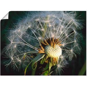 Artland Artprint Pluizenbol als artprint van aluminium, artprint op linnen, muursticker of poster in verschillende maten