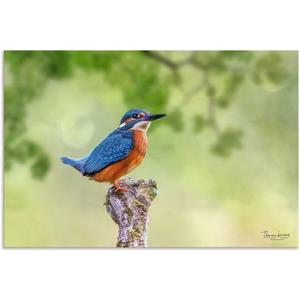 Artland Artprint Ijsvogel als artprint van aluminium, artprint op linnen, muursticker of poster in verschillende maten