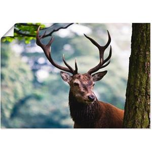 Artland Artprint Edelhert als artprint van aluminium, artprint op linnen, muursticker of poster in verschillende maten