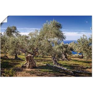 Artland Artprint Olijfgaard in de Serra de Tramuntana als artprint van aluminium, artprint op linnen, muursticker of poster in verschillende maten