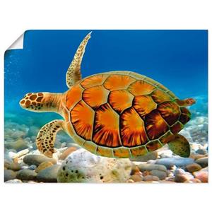 Artland Artprint Schildpad als artprint van aluminium, artprint op linnen, muursticker of poster in verschillende maten
