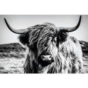 Bönninghoff Artprint op linnen Schotse hooglander (1 stuk)