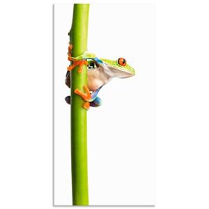 Artland Artprint Kikkerpakt een plantenstengel vast als artprint van aluminium, artprint op linnen, muursticker of poster in verschillende maten