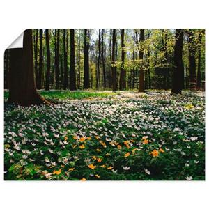 Artland Artprint Lentebos bedekt met anemonen als artprint op linnen, muursticker of poster in verschillende maten