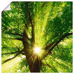 Artland Artprint Zon straalt explosief door de boom als artprint van aluminium, artprint op linnen, muursticker of poster in verschillende maten