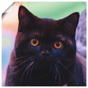 Artland Artprint Zwarte Britse korthaar kat als artprint van aluminium, artprint op linnen, muursticker of poster in verschillende maten