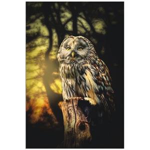 Artland Artprint Uil als artprint van aluminium, artprint op linnen, muursticker of poster in verschillende maten