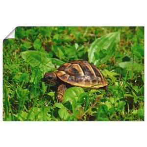 Artland Artprint Griekse landschildpad baby als artprint van aluminium, artprint op linnen, muursticker of poster in verschillende maten