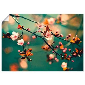 Artland Artprint Japanse kers Sakura bloemen als artprint van aluminium, artprint op linnen, muursticker of poster in verschillende maten