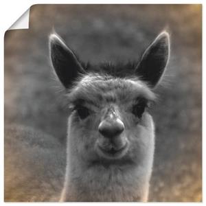 Artland Artprint Alpaca blik als artprint van aluminium, artprint op linnen, muursticker of poster in verschillende maten