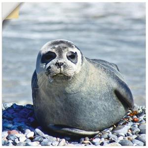 Artland Artprint Rob op het strand van Helgoland als artprint van aluminium, artprint op linnen, muursticker of poster in verschillende maten