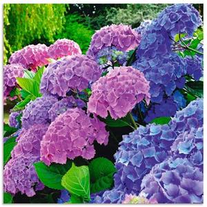 Artland Artprint Hortensia's in de tuin als artprint van aluminium, artprint op linnen, muursticker of poster in verschillende maten