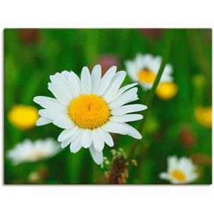 Artland Artprint op linnen Een margriet op de bloemenweide