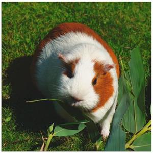 Artland Artprint Oranje witte cavia als artprint van aluminium, artprint op linnen, muursticker of poster in verschillende maten