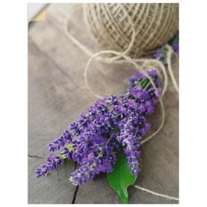 Artland Artprint Lavendel Struisvogel als artprint op linnen, muursticker of poster in verschillende maten