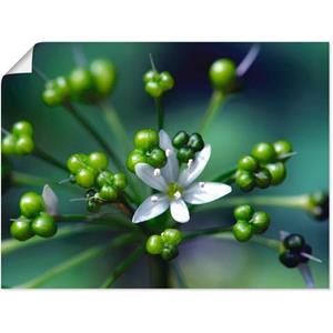 Artland Artprint Wildeknoflookbloemen als artprint op linnen, muursticker of poster in verschillende maten
