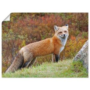 Artland Artprint Vos I als artprint op linnen, muursticker of poster in verschillende maten