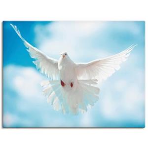 Artland Artprint Duif met gespreide vleugels als artprint van aluminium, artprint op linnen, muursticker of poster in verschillende maten