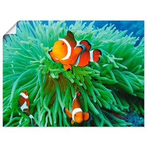 Artland Artprint Finding Nemo als artprint van aluminium, artprint op linnen, muursticker of poster in verschillende maten