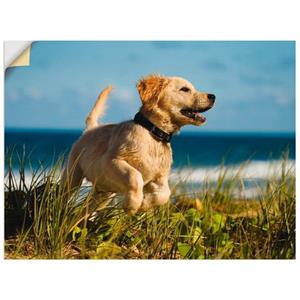 Artland Artprint Pup springt rond op het strand als artprint van aluminium, artprint op linnen, muursticker of poster in verschillende maten