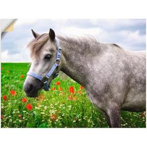 Artland Artprint Welshpony als artprint van aluminium, artprint op linnen, muursticker of poster in verschillende maten