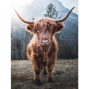 Bönninghoff Artprint op linnen Schotse hooglander (1 stuk)
