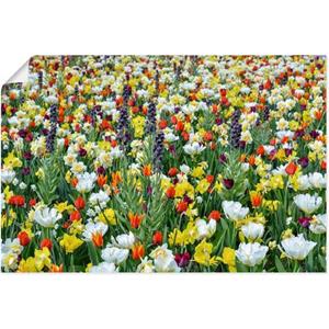 Artland Artprint Veld van verschillende lentebloemen als artprint van aluminium, artprint op linnen, muursticker of poster in verschillende maten