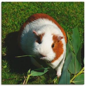 Artland Artprint Oranje witte cavia als artprint van aluminium, artprint op linnen, muursticker of poster in verschillende maten