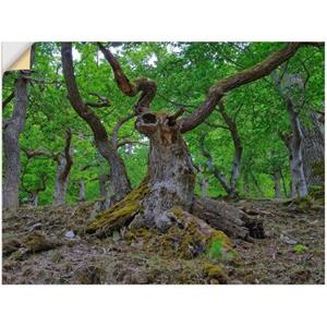 Artland Wandfolie Eiken als een sprookjesbos