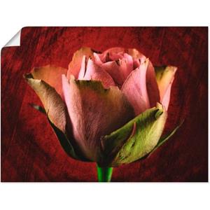 Artland Artprint Roze roos als artprint op linnen, muursticker of poster in verschillende maten