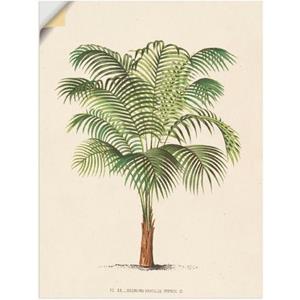 Artland Artprint Palm II als artprint van aluminium, artprint op linnen, muursticker of poster in verschillende maten