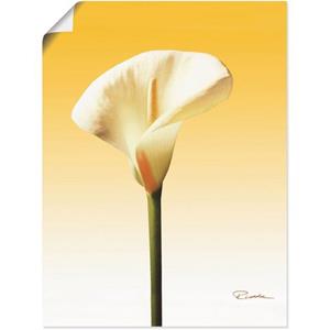 Artland Artprint Zonneschijn calla II als artprint van aluminium, artprint op linnen, muursticker of poster in verschillende maten