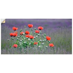 Artland Artprint Lavendel boerderij in Sequim - klaprozen als artprint van aluminium, artprint op linnen, muursticker of poster in verschillende maten