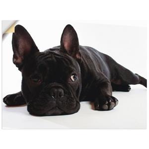 Artland Artprint Bulldog als artprint van aluminium, artprint op linnen, muursticker of poster in verschillende maten