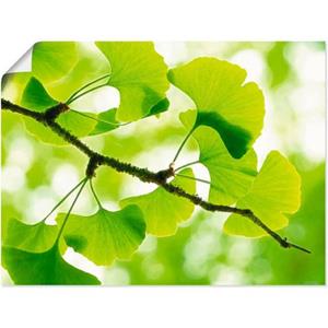 Artland Artprint Ginkgo als artprint op linnen, muursticker of poster in verschillende maten