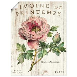 Artland Artprint PIOENROOS als artprint op linnen, muursticker of poster in verschillende maten