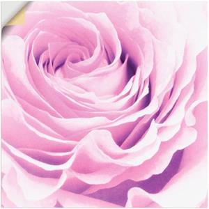 Artland Artprint Pastel Roos als artprint op linnen, muursticker of poster in verschillende maten