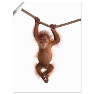 Artland Artprint Baby orang oetan hangt aan het touw II als artprint van aluminium, artprint op linnen, muursticker of poster in verschillende maten