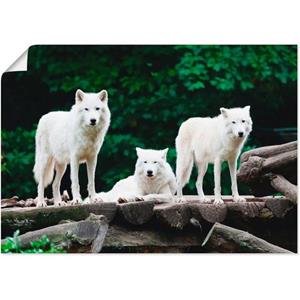 Artland Artprint Arctische wolven als artprint van aluminium, artprint op linnen, muursticker of poster in verschillende maten