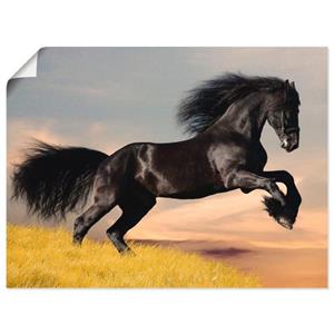 Artland Artprint Friese hengstgalop als artprint van aluminium, artprint op linnen, muursticker of poster in verschillende maten