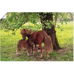 Artland Artprint Pony - Moedersgeluk als artprint van aluminium, artprint op linnen, muursticker of poster in verschillende maten