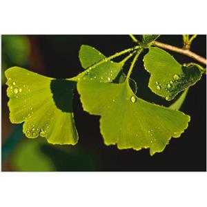 Artland Artprint Ginkgo blaadjes als artprint van aluminium, artprint op linnen, muursticker of poster in verschillende maten